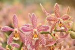Carica l'immagine nel visualizzatore Galleria, OFFERTA ORCHIDEE PROFUMATE