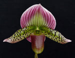Carica l'immagine nel visualizzatore Galleria, Paphiopedilum Maudiae var. coloratum (callosum x lawrenceanum)