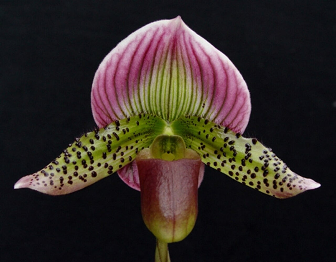 Paphiopedilum Maudiae var. coloratum (callosum x lawrenceanum)
