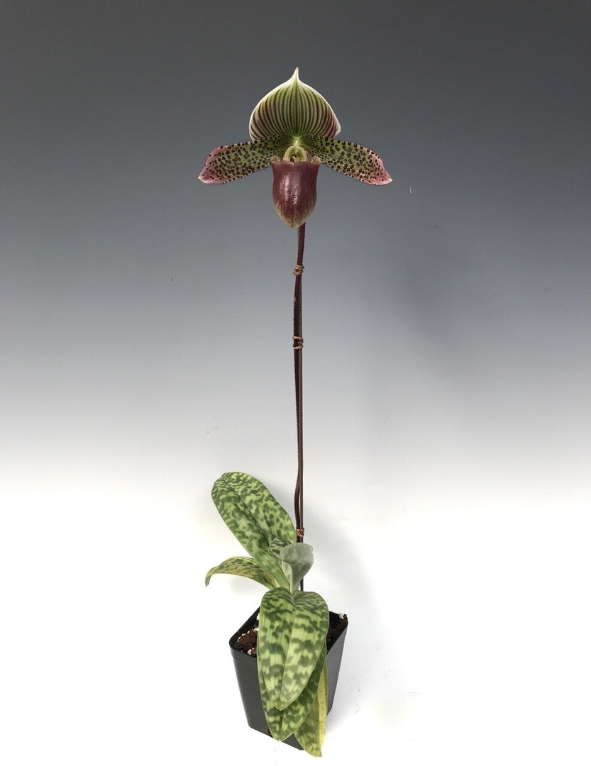 Paphiopedilum Maudiae var. coloratum (callosum x lawrenceanum)