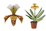 Carica l'immagine nel visualizzatore Galleria, Paphiopedilum USA Hybrid