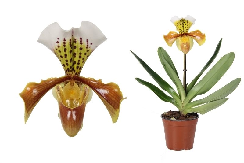 Paphiopedilum USA Hybrid