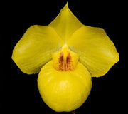 Paphiopedilum armeniacum x self