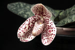 Carica l'immagine nel visualizzatore Galleria, Paphiopedilum bellatulum x self