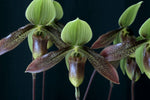 Carica l'immagine nel visualizzatore Galleria, Paphiopedilum Debby Robinson