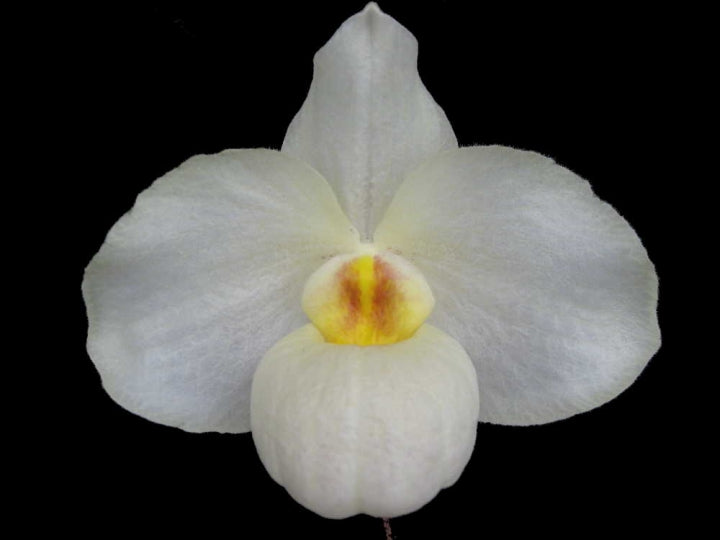 Paphiopedilum Armeni White (delenatii alba x armeniacum)