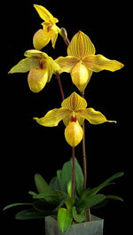 Carica l'immagine nel visualizzatore Galleria, Paphiopedilum Dolgolldii (armeniacum x rothschildianum)