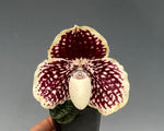 Carica l'immagine nel visualizzatore Galleria, Paphiopedilum godefroyae