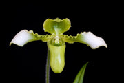 Paphiopedilum hirsutissimum var. album (syn. P. esquirolei)