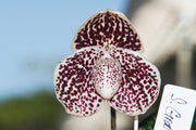 Paphiopedilum leucochilum x bellatulum