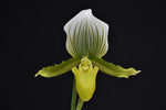 Carica l'immagine nel visualizzatore Galleria, Paphiopedilum Maudiae (callosum x lawrenceanum)