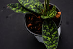 Carica l'immagine nel visualizzatore Galleria, Paphiopedilum Maudiae (callosum x lawrenceanum)