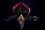 Carica l'immagine nel visualizzatore Galleria, Paphiopedilum Maudiae Vinicolor 'Schwartze Madonna' (callosum x lawrenceanum)