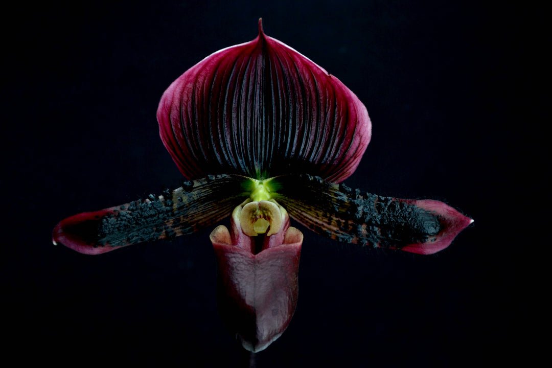 Paphiopedilum Maudiae Vinicolor 'Schwartze Madonna' x purpuratum