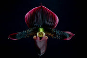 Paphiopedilum Maudiae Vinicolor 'Schwartze Madonna' x purpuratum