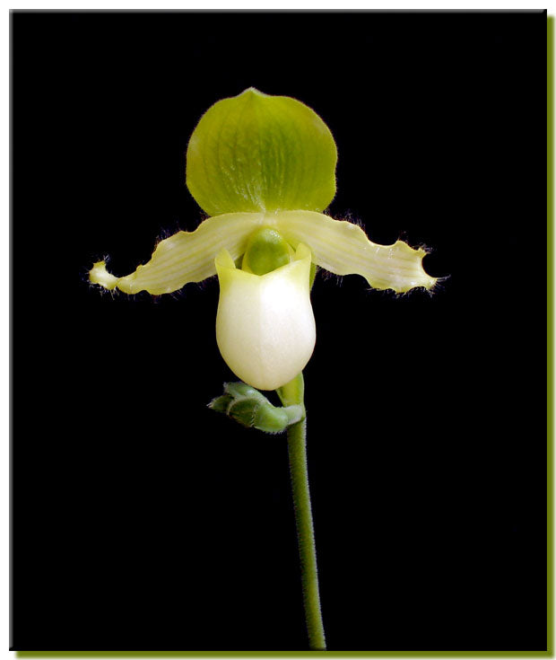 PAPHIOPEDILUM BIS OFFER