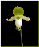 Carica l'immagine nel visualizzatore Galleria, Paphiopedilum pinocchio var. alba
