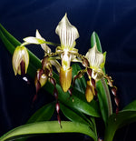 Load image into Gallery viewer, Paphiopedilum QF John Fields (parishii x praestans)