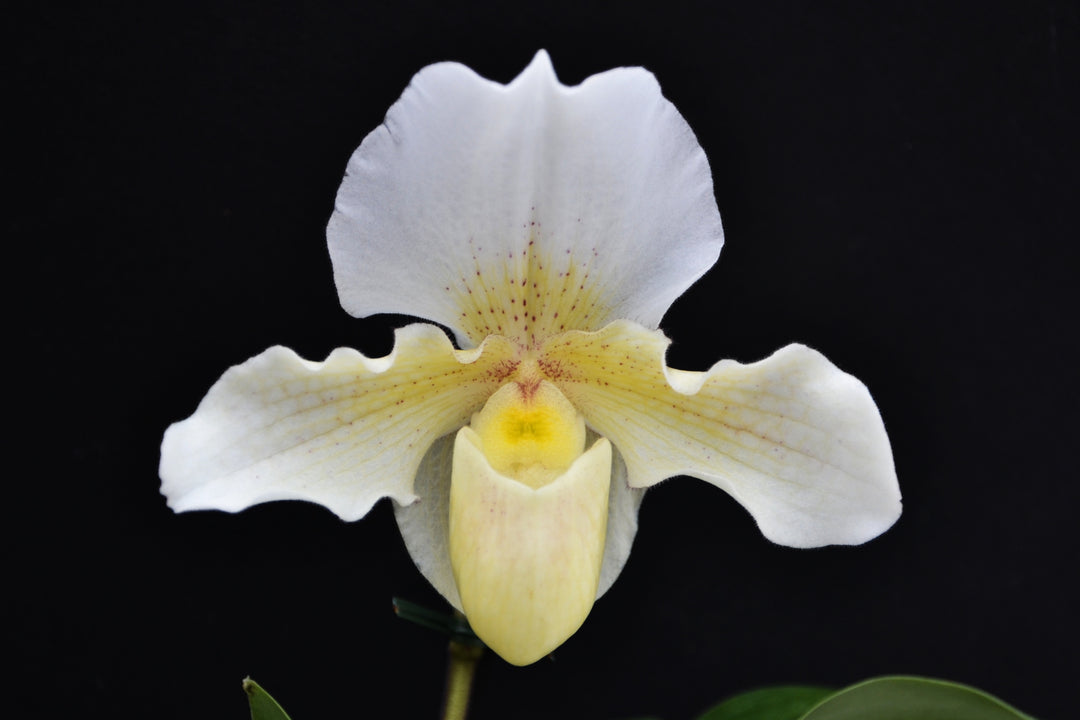 Paphiopedilum Rosy Dawn