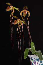 Load image into Gallery viewer, Paphiopedilum sanderianum x anitum