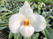 Paphiopedilum Winter Pearl (Magic Lantern x emersonii var. huonglanae)