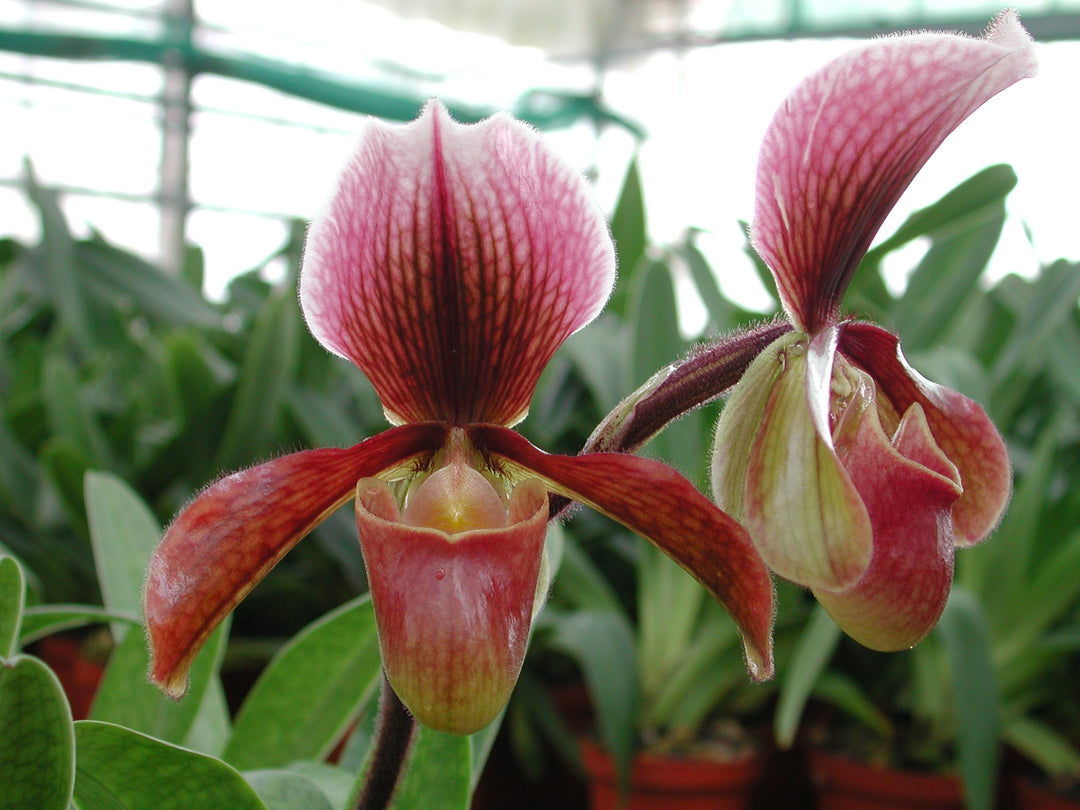 Paphiopedilum Bingleyense (Paphiopedilum charlesworthii x Paphiopedilum barbatum)
