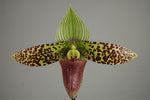 Load image into Gallery viewer, Paphiopedilum sukhakulii x self