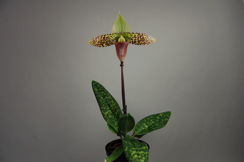 Paphiopedilum sukhakulii x self