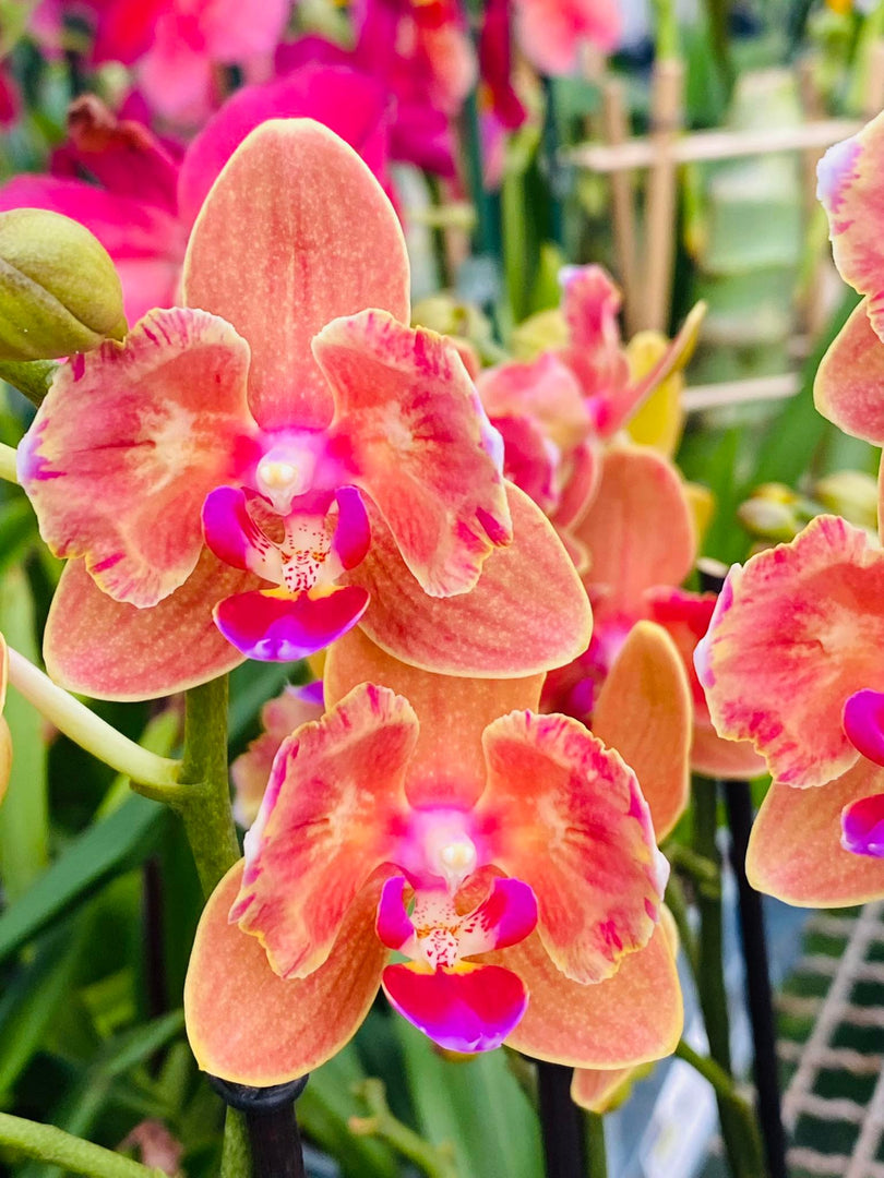 Phalaenopsis Paprika - Peloric 2 eyes