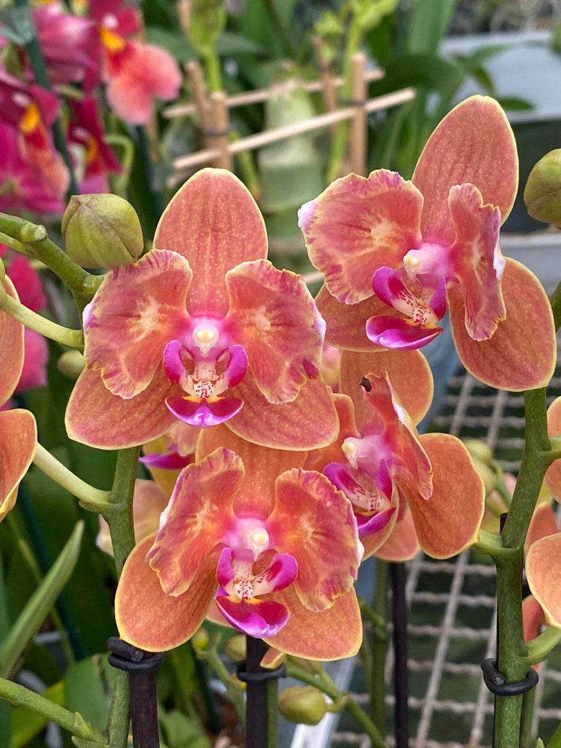 Phalaenopsis Paprika - Peloric 2 eyes
