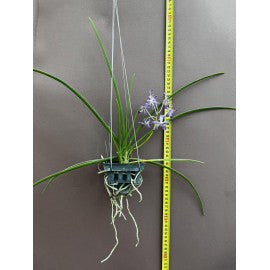 Paraphalaenopsis serpentilingua x Rhynchostylis coelestis