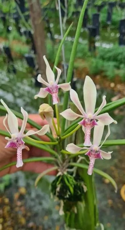 Paraphalaenopsis labukensis x Neofinetia falcata