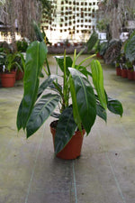 Carica l&#39;immagine nel visualizzatore Galleria, Philodendron patriciae
