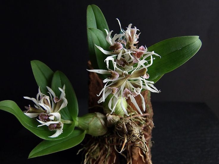 Dendrobium peguanum