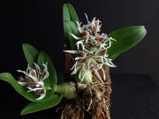Dendrobium peguanum