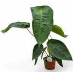 Carica l&#39;immagine nel visualizzatore Galleria, Anthurium peltigerum XXL
