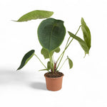 Carica l&#39;immagine nel visualizzatore Galleria, Anthurium peltigerum XXL
