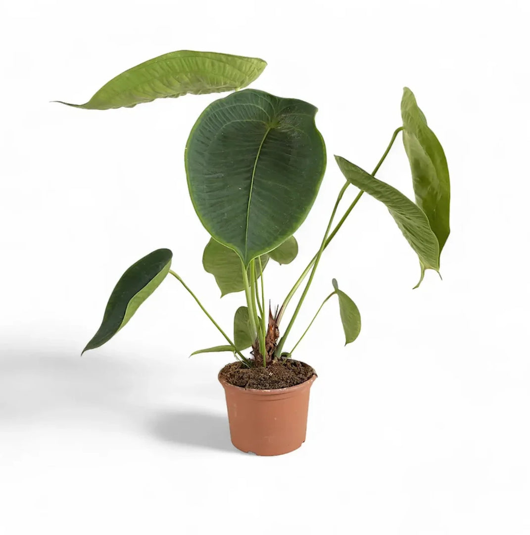 Anthurium peltigerum XXL