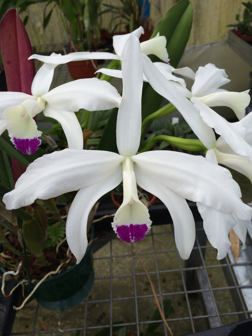 Laelia perrinii var. semi-alba - Br orquidea