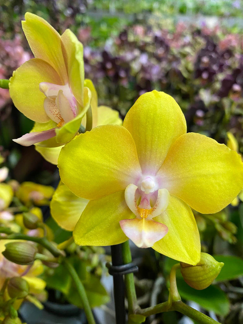Phalaenopsis Saffron