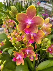 Phalaenopsis Caribbean Sorbet