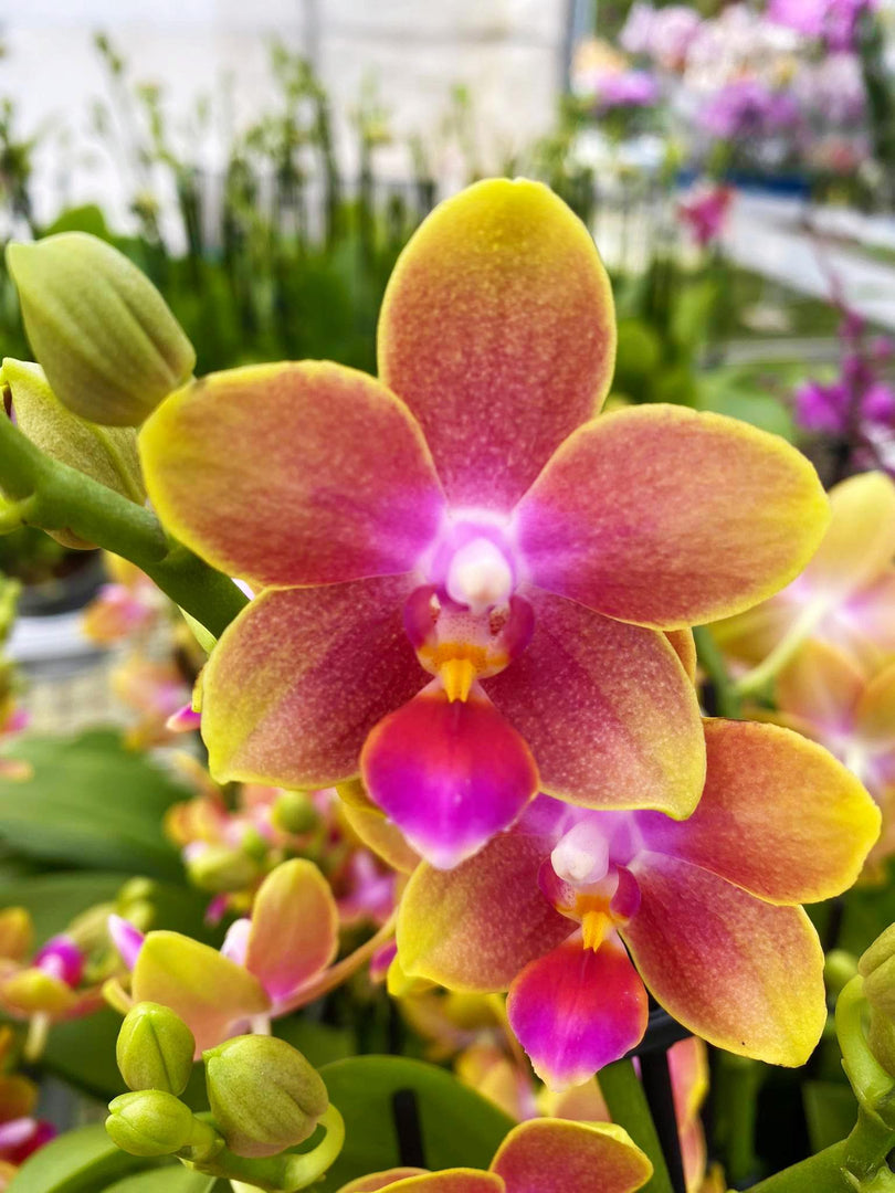 Phalaenopsis Caribbean Sorbet