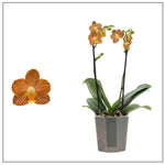 Carica l&#39;immagine nel visualizzatore Galleria, Phalaenopsis Indian Summer (Phal. Hymen × Phal. sanderiana)
