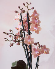 Phalaenopsis Odorion