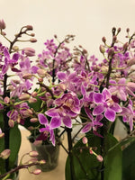 Carica l'immagine nel visualizzatore Galleria, Phalaenopsis Rainbow Chip (Cassandra × equestris)