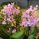 Carica l'immagine nel visualizzatore Galleria, Phalaenopsis Rainbow Chip (Cassandra × equestris)