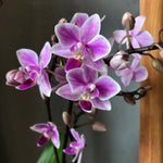 Carica l'immagine nel visualizzatore Galleria, Phalaenopsis Rainbow Chip (Cassandra × equestris)