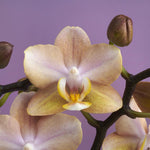 Carica l'immagine nel visualizzatore Galleria, Phalaenopsis Scentsation