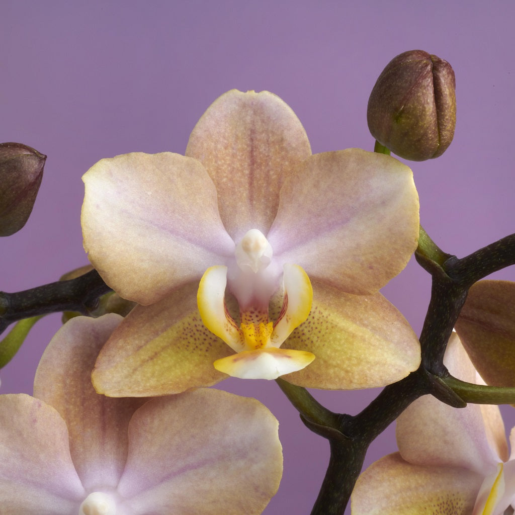Phalaenopsis Scentsation
