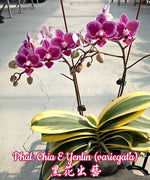 Carica l'immagine nel visualizzatore Galleria, Phalaenopsis Chia E Yenlin (variegata) 